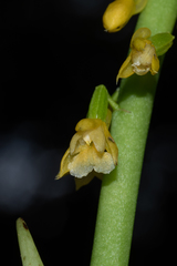 Calanthe lyroglossa