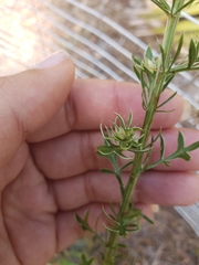 Eryngium aromaticum