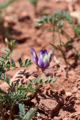Astragalus lindheimeri