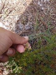 Eryngium aromaticum