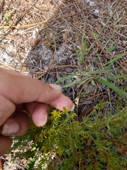 Eryngium aromaticum