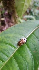 Sphenorhina quadrifera