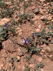 Astragalus lindheimeri