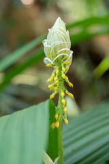 Calanthe lyroglossa
