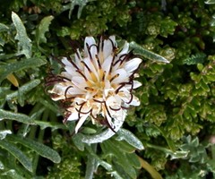 Hypochaeris incana
