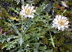 Hypochaeris incana