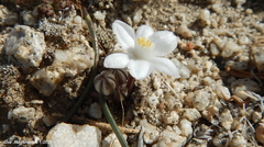 Muilla coronata