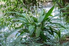 Calanthe lyroglossa