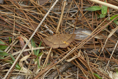 Metarranthis obfirmaria