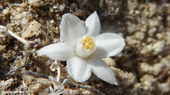 Muilla coronata
