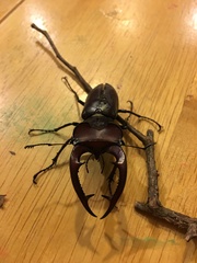 Lucanus elaphus