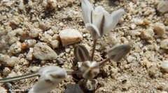 Muilla coronata