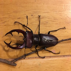 Lucanus elaphus