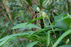 Calanthe lyroglossa