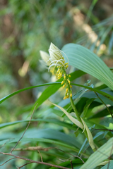 Calanthe lyroglossa