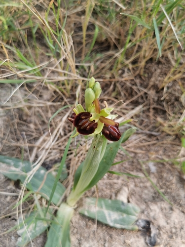 Kokica paučica (Ophrys sphegodes)