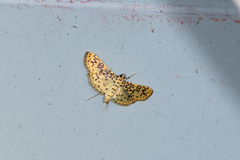 Asturodes junkoshimurae