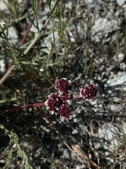 Lomatium hooveri