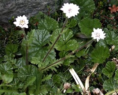 Leucheria papillosa