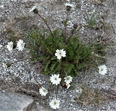 Leucheria papillosa