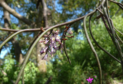 Schoenorchis juncifolia