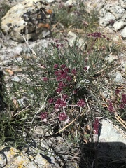 Lomatium hooveri
