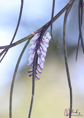 Schoenorchis juncifolia