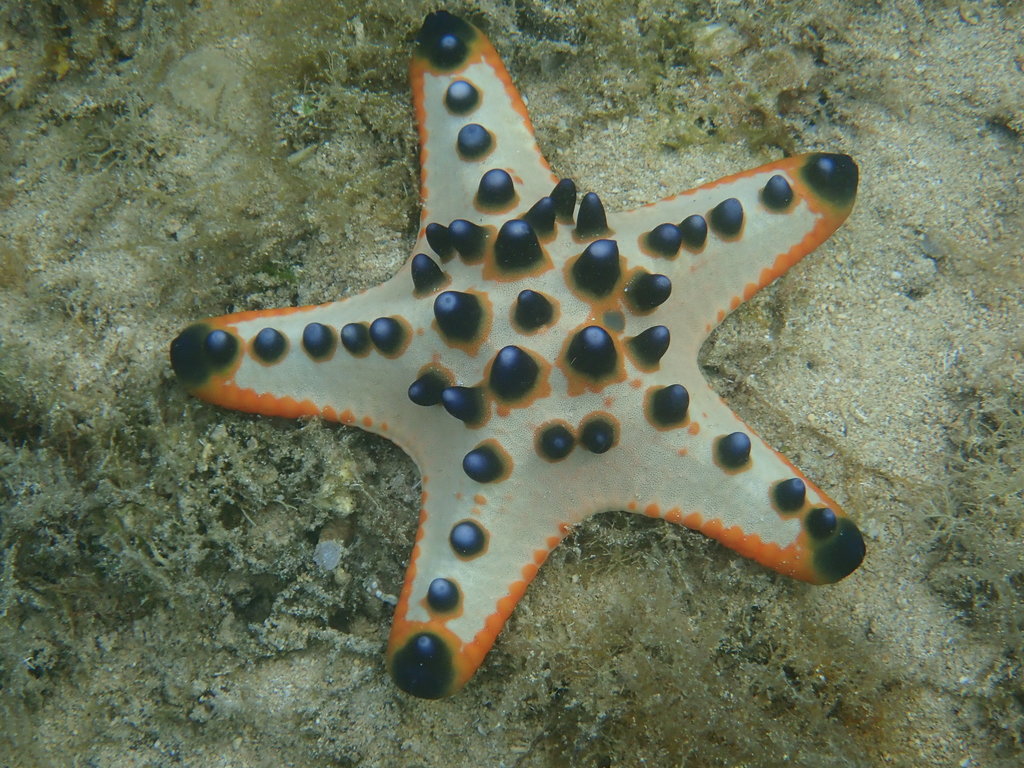 Chocolate Chip Sea Star from Bunaken, Wori, Sulawesi Utara, Indonesia
