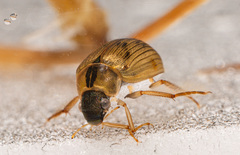 Berosus signaticollis