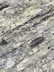 Buprestis striata