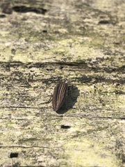 Buprestis striata