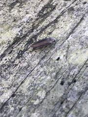 Buprestis striata