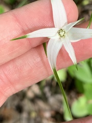 Rhynchospora colorata image