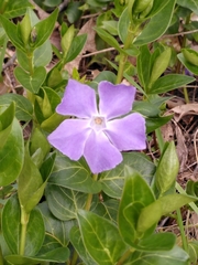 Vinca major
