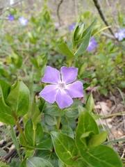 Vinca major