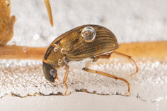 Berosus signaticollis