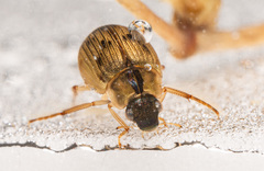 Berosus signaticollis