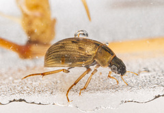 Berosus signaticollis