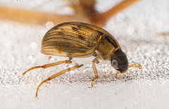 Berosus signaticollis