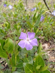 Vinca major