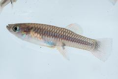 Brachyrhaphis episcopi