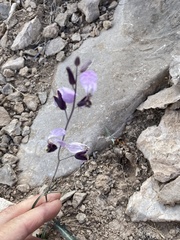 Streptanthus cutleri