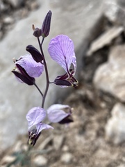 Streptanthus cutleri