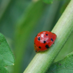 Harmonia dimidiata