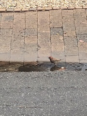 Haemorhous mexicanus