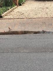 Haemorhous mexicanus