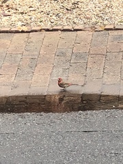 Haemorhous mexicanus