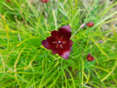 Calochortus occidentalis