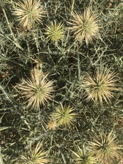 Echinops spinosissimus image