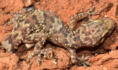 Hemidactylus turcicus